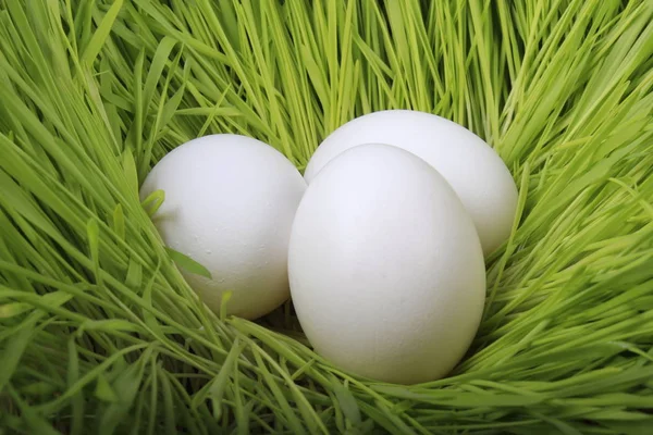 yumurta yakın çekim 