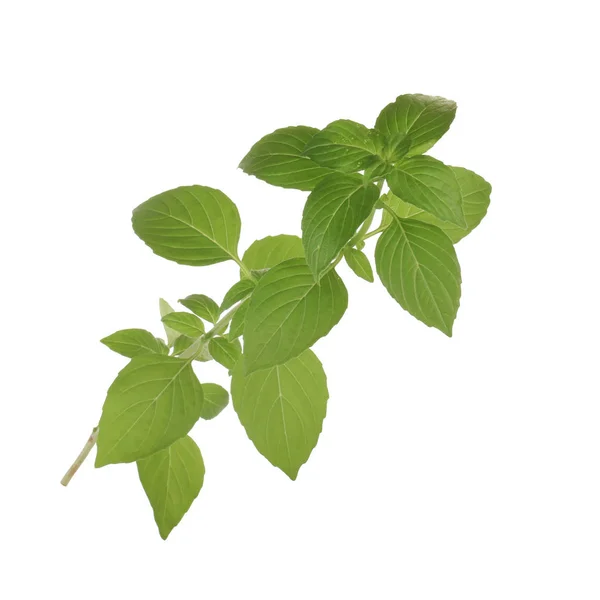 Aromatic Basil Leaves Isolated White Background Close — Stock Photo, Image
