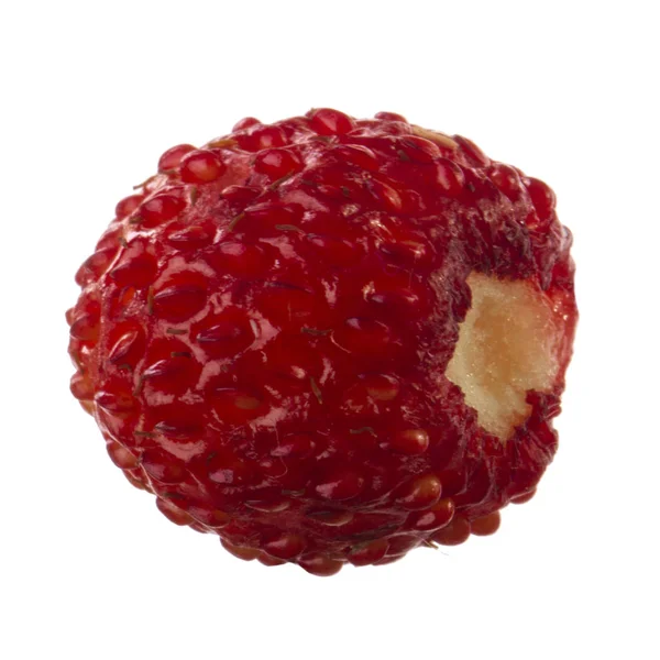 Fragola Selvatica Vicino — Foto Stock