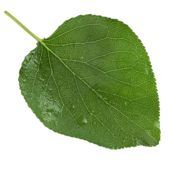 beyaz arka plan üzerinde izole yeşil kayısı yaprağı, yakın çekim   