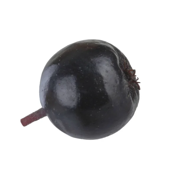 Amadurecer Ashberry Perto — Fotografia de Stock