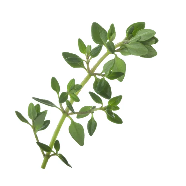 Aromatic Herb Background Close — Stock Photo, Image