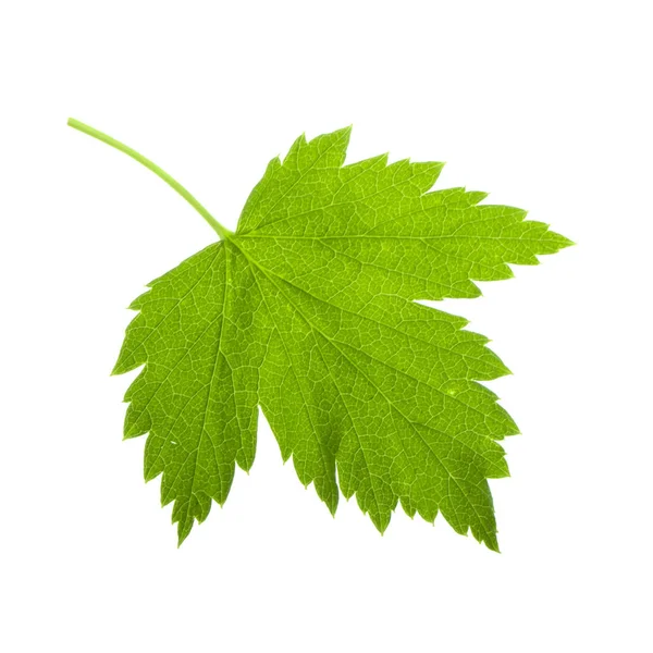 Зеленый Лист Винограда Выделенный Белом Фоне — стоковое фото