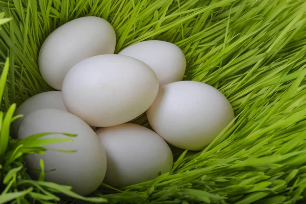 Yumurta Yakın Çekim — Stok fotoğraf