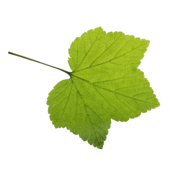 Liść Winogron Izolowany Białym Tle — Zdjęcie stockowe