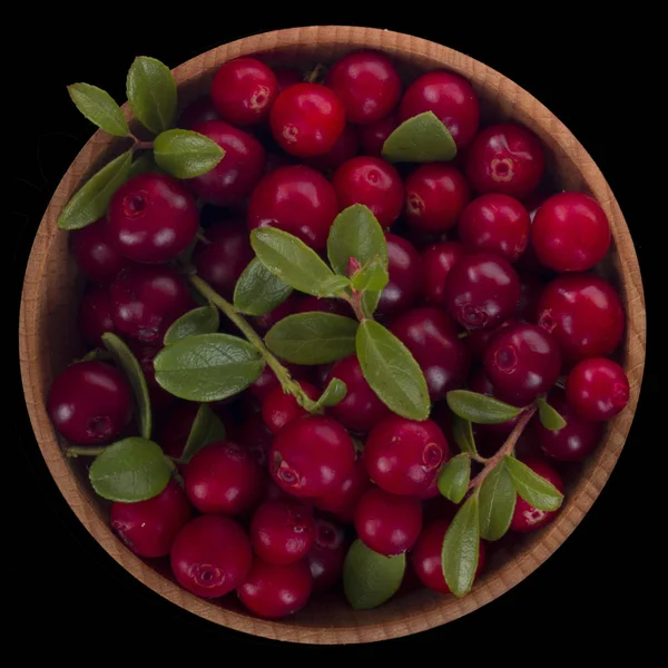 Ripe Bearberry Close — Stock Photo, Image