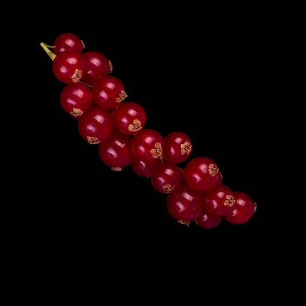Currant Berry Close — Stock Photo, Image