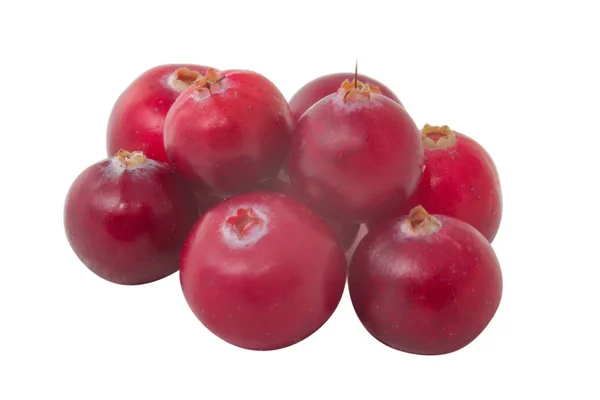 Cranberry Matang Menutup — Stok Foto