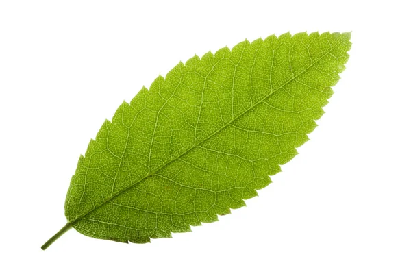 olgun ashberry yakın 