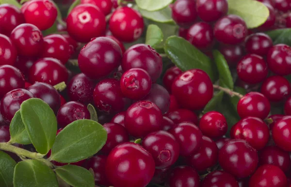 olgun bearberry yakın 