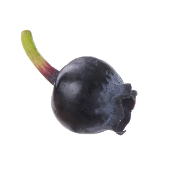 Ripe Black Bilberry Isolated White Background — Stock Photo, Image