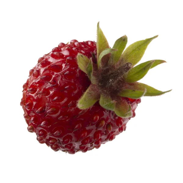 yabani çilek yakın çekim 