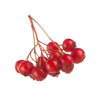 beyaz arka plan üzerinde izole taze alıç dalı, yakın çekim 