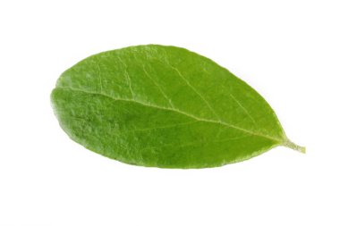 Arka planda yeşil yaprak, yakın