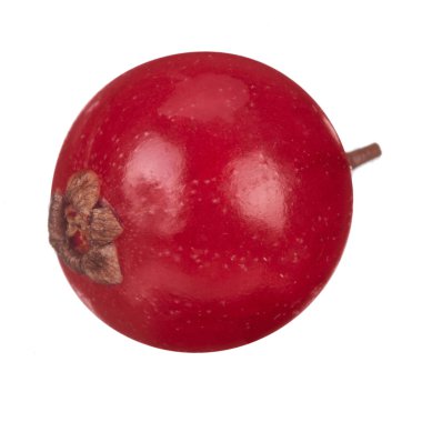 kuş üzümü berry yakın