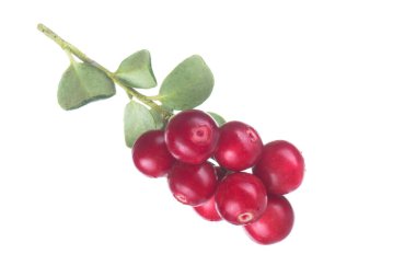 beyaz arka plan üzerinde izole olgun cowberries, yakın çekim  