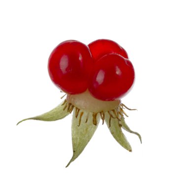 olgun bramble yakın