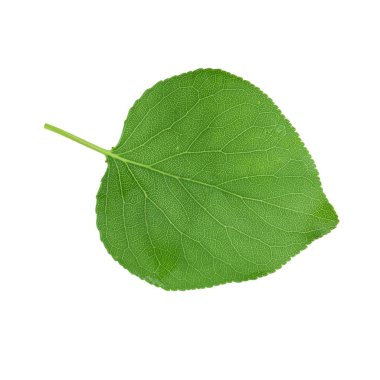 beyaz arka plan üzerinde izole yeşil kayısı yaprağı, yakın çekim   