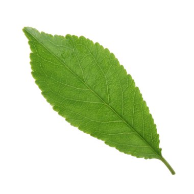 arka planda taze kiraz, yakın