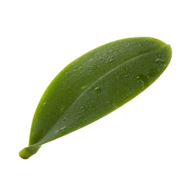 Arka planda yeşil yaprak, yakın