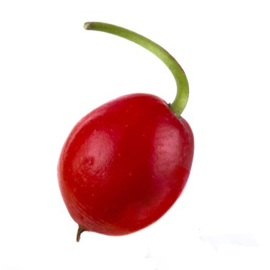 convallaria majalis yakın 