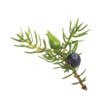 dal üzerinde berry, beyaz arka plan üzerinde izole