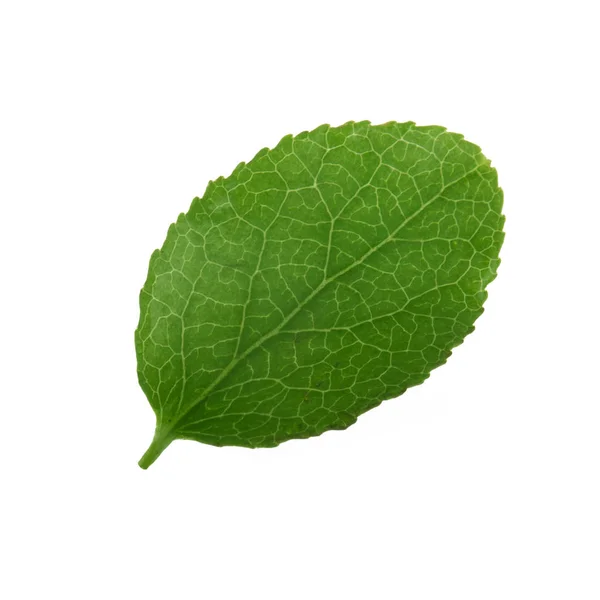 Borůvkový Zelený List Izolovaný Bílém Pozadí Zblízka — Stock fotografie
