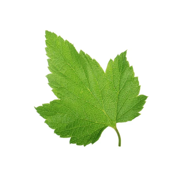 Saftig Grünes Traubenblatt Isoliert Auf Weißem Hintergrund — Stockfoto