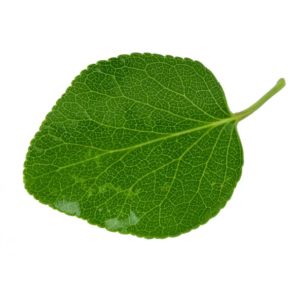 beyaz arka plan üzerinde izole yeşil kayısı yaprağı, yakın çekim   