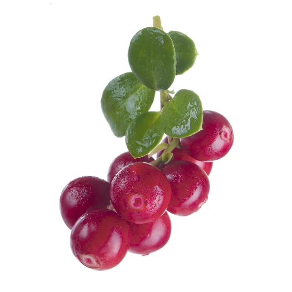 Cowberry Maturi Isolati Sfondo Bianco Primo Piano — Foto Stock