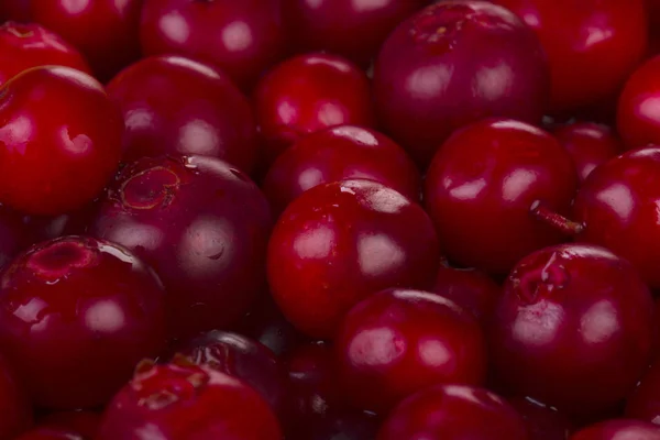 Ripe Bearberry Close — Stock Photo, Image