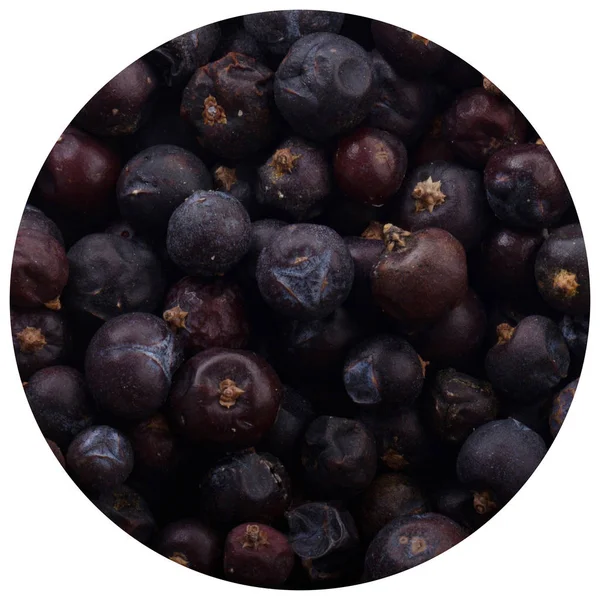 Juniper Berries Close Shot — Stock Photo, Image