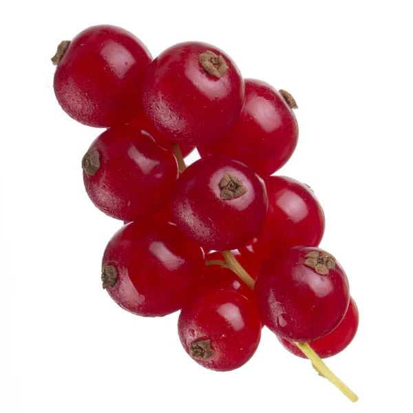 Currant Berry Close — Stock Photo, Image