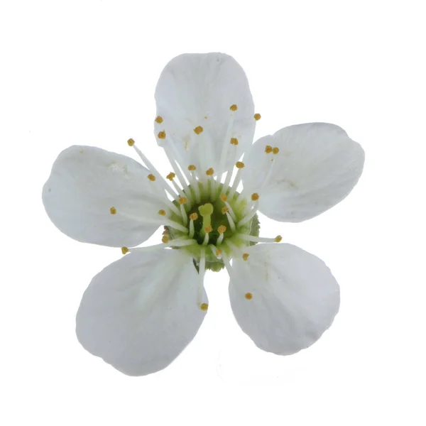 Flor Cereza Blanca Aislada Sobre Fondo Blanco — Foto de Stock