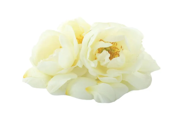 Białe Płatki Róż Tło Zbliżenie — Zdjęcie stockowe