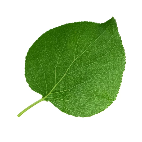 Grønt Aprikoblad Isolert Hvit Bakgrunn Nærliggende – stockfoto