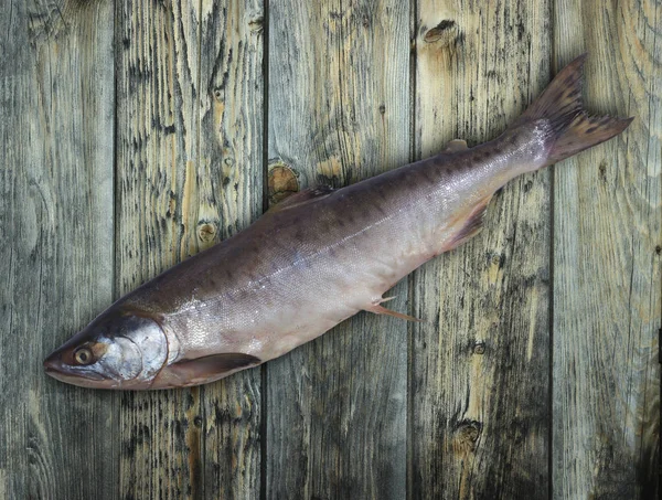 Zalm Vissen Close — Stockfoto