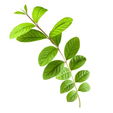 arka planda aromatik bitki, yakın