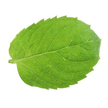 Beyaz arkaplanda izole edilmiş nane yaprağı