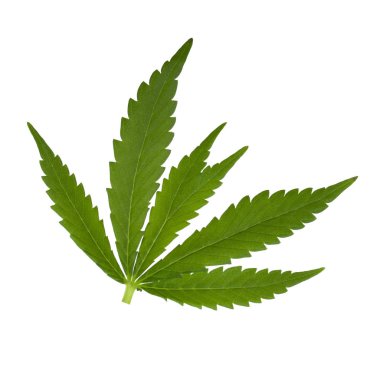 arka planda esrar ot, yakın