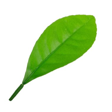 arka planda doğal narenciye, yakın çekim