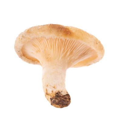 mantar beyaz üzerinde kapat 