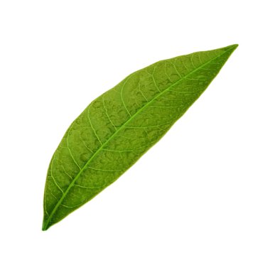 olgun mango meyve yakın 