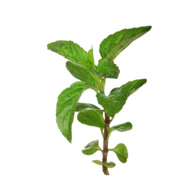 beyaz arka plan üzerinde izole yeşil yaprakları ile fesleğen kök