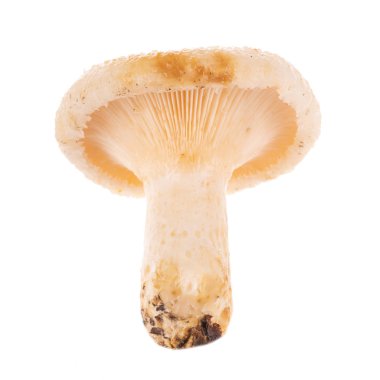 mantar beyaz üzerinde kapat 