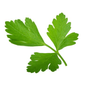 Beyaz arka planda izole edilmiş taze maydanoz