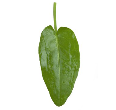 arka planda aromatik bitki, yakın