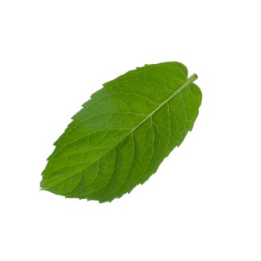 Beyaz arkaplanda izole edilmiş nane yaprağı