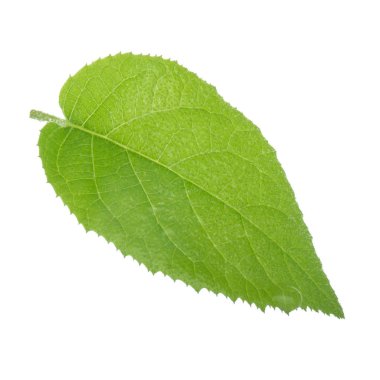 arka planda yeşil yaprak, yakın