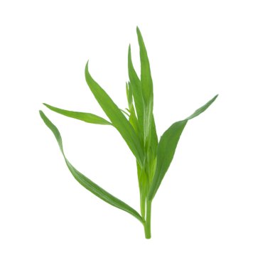 arka planda aromatik bitki, yakın